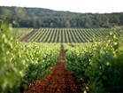 Istrian peninsula is rich in wineyards