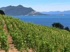 Peljesac Peninsula is full of vineyards 